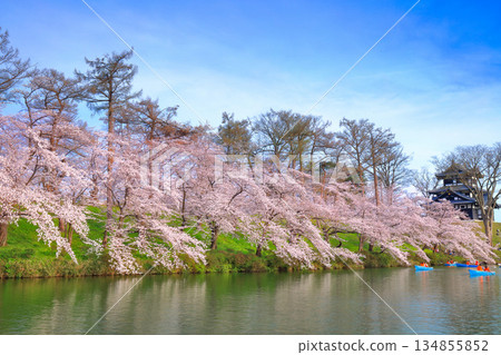 [Niigata Prefecture] Takada Castle on a clear day and cherry blossoms in full bloom 134855852