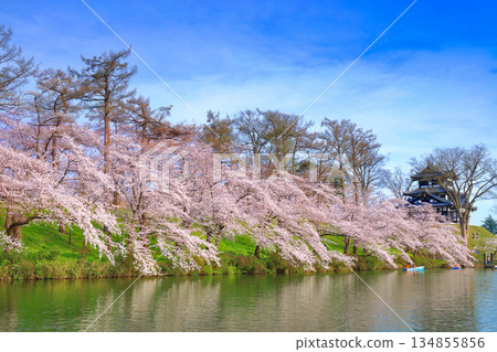 [Niigata Prefecture] Takada Castle on a clear day and cherry blossoms in full bloom 134855856