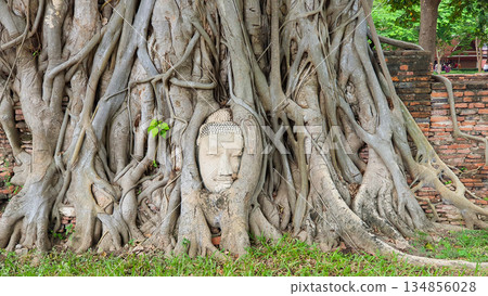 Buddha Head In Bodhi Tree Root At Wat Mahathat In Ayutthaya, Thailand. 134856028