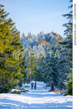 People are walking along a snowy path in the Jizera Mountains. The trees are covered in frost, and the sky is clear. It is a bright day during winter in a beautiful outdoor setting. People are walking along a snowy path in the Jizera Mountains. The trees are covered in frost, and the sky is clear. It is a bright day during winter in a beautiful outdoor setting. 134856096
