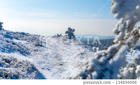 Snow blankets the trails and trees in the Jizera Mountains during winter. The landscape captures the beauty of nature and offers peaceful views of the snowy terrain. 134856098