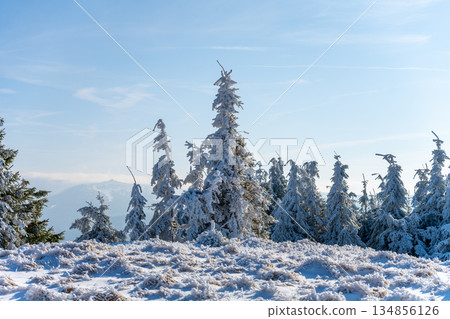 Snow-covered trees create a serene winter landscape in the Jizera Mountains. Bright sunlight illuminates the snowy terrain, making for a peaceful winter day. Snow-covered trees create a serene winter landscape in the Jizera Mountains. Bright sunlight illuminates the snowy terrain, making for a peaceful winter day. 134856126