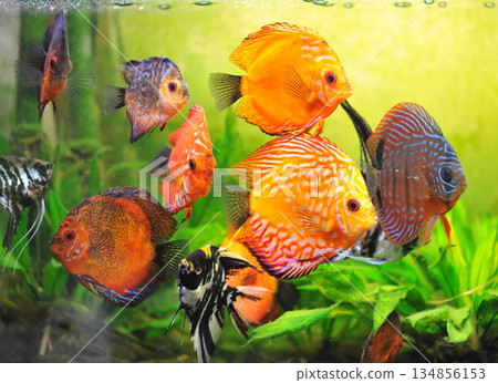 Symphysodon and  Pterophyllum scalare 134856153