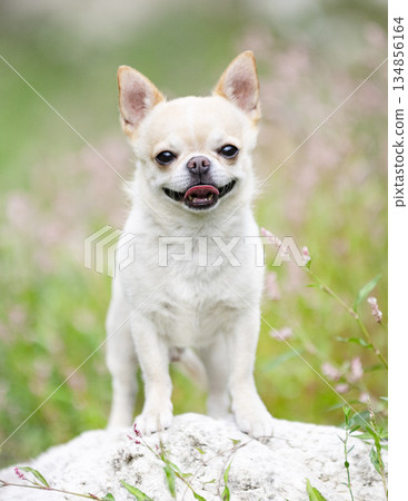 chihuahua in nature chihuahua in nature 134856164