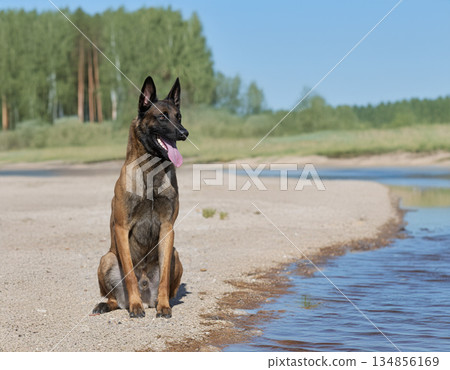 training of belgian shepherd training of belgian shepherd 134856169