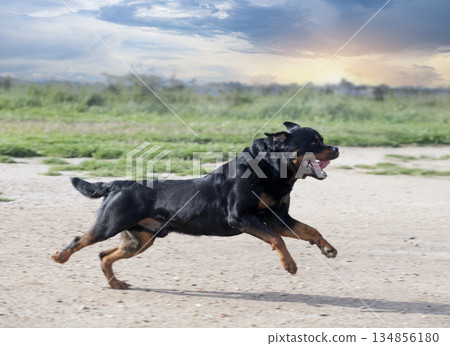 training of rottweiler training of rottweiler 134856180