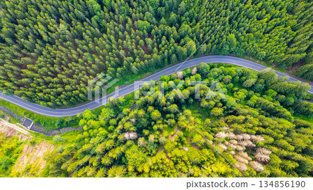 A serpentine asphalt road meanders through a vibrant green forest valley, surrounded by tall trees. The landscape showcases a mix of healthy foliage and clear pathways, inviting exploration. 134856190