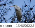 冬日公園裡的白鷺 134856228