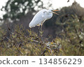 大白鷺棲息在樹枝上 134856229