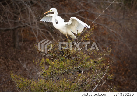 大輔飛 大輔飛 134856230
