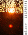 秋天的落葉之間看到的日落 134856231