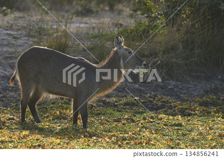 Waterbuck in South Luangwa National Park, Zambia 134856241
