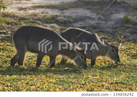 Waterbuck in South Luangwa National Park, Zambia 134856242