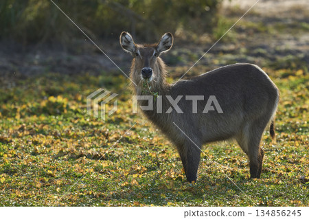 Waterbuck in South Luangwa National Park, Zambia 134856245
