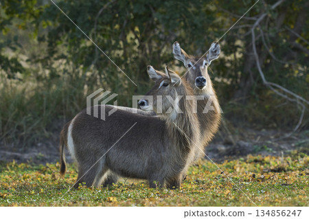 Waterbuck in South Luangwa National Park, Zambia Waterbuck in South Luangwa National Park, Zambia 134856247