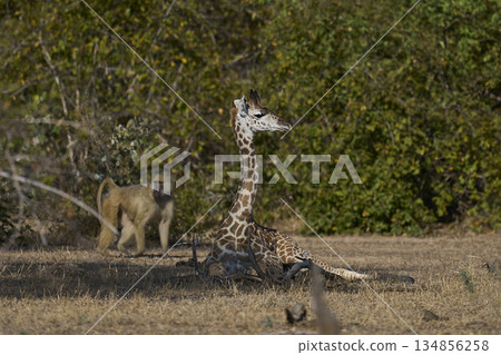Young Thornicroft giraffe in Zambia 134856258