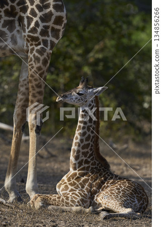 Young Thornicroft giraffe in Zambia Young Thornicroft giraffe in Zambia 134856266