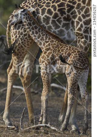 Young Thornicroft giraffe in Zambia 134856267