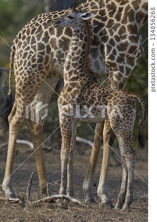 Young Thornicroft giraffe in Zambia 134856268