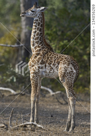 Young Thornicroft giraffe in Zambia Young Thornicroft giraffe in Zambia 134856269