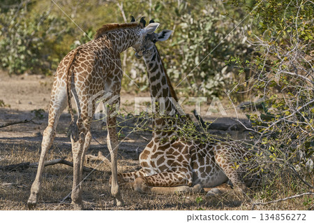 Young Thornicroft giraffe in Zambia Young Thornicroft giraffe in Zambia 134856272
