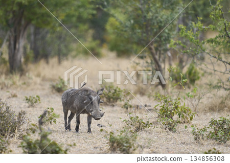 Warthog in South Luangwa National Park Warthog in South Luangwa National Park 134856308