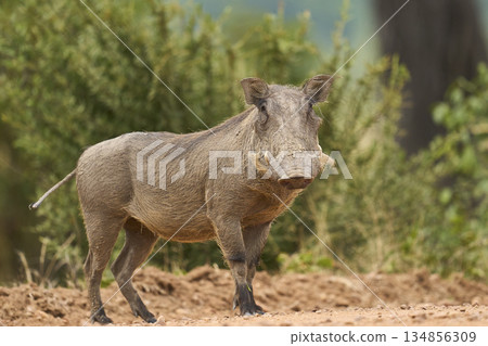 Warthog in South Luangwa National Park 134856309