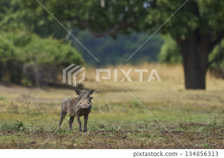 Warthog in South Luangwa National Park 134856313