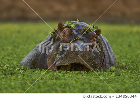Hippopotamus in a lagoon 134856344