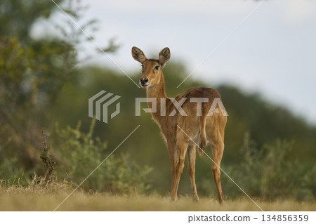 Female Puku Female Puku 134856359