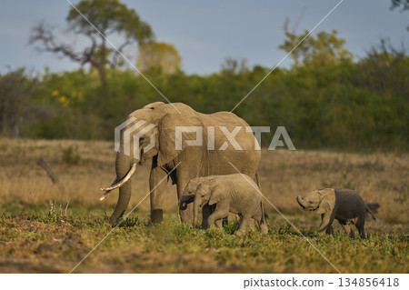 Elephants in South Luangwa National Park, Zambia  134856418