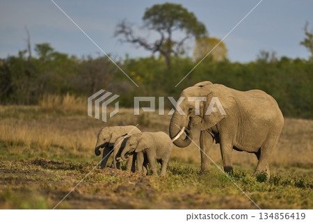Elephants in South Luangwa National Park, Zambia  134856419
