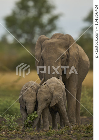 Elephants in South Luangwa National Park, Zambia Elephants in South Luangwa National Park, Zambia 134856424