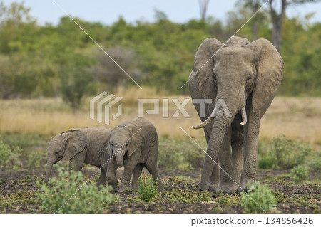 Elephants in South Luangwa National Park, Zambia  134856426