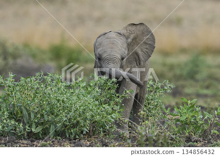Young African Elephant 134856432