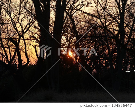 Forest trees dyed in the red of the setting sun Forest trees dyed in the red of the setting sun 134856447