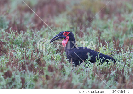 Southern Ground-Hornbill Southern Ground-Hornbill 134856462