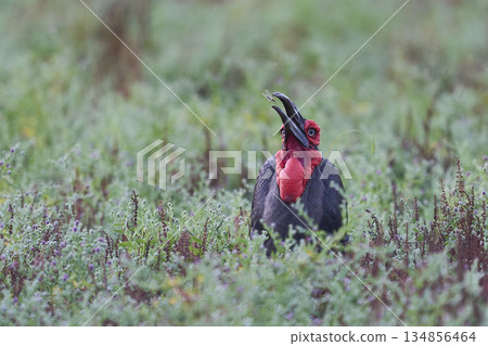 Southern Ground-Hornbill Southern Ground-Hornbill 134856464