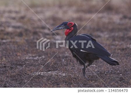 Southern Ground-Hornbill Southern Ground-Hornbill 134856470