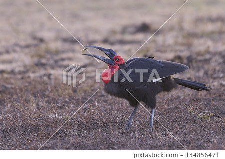 Southern Ground-Hornbill Southern Ground-Hornbill 134856471