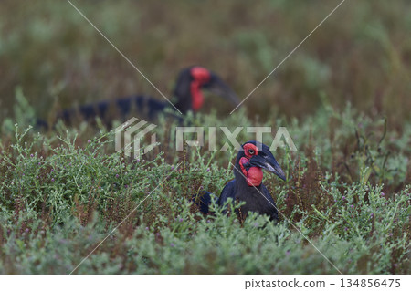 Southern Ground-Hornbill  134856475