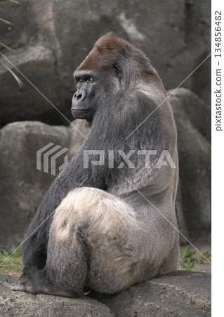 一隻大猩猩用眼睛注視著人群的動向。 134856482