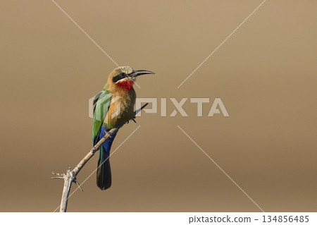 White-fronted Bee-eater White-fronted Bee-eater 134856485