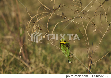 Little Bee-eater 134856502