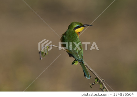 Little Bee-eater Little Bee-eater 134856504