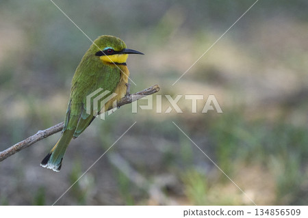 Little Bee-eater 134856509