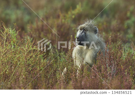 Yellow Baboon Yellow Baboon 134856521