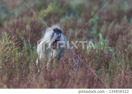 Yellow Baboon Yellow Baboon 134856522