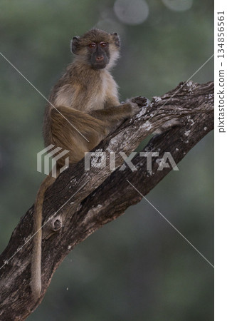 Young Yellow Baboon  134856561