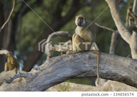 Yellow Baboon in a tree Yellow Baboon in a tree 134856574